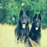 Understated (Separation Anxiety) - Dog Calming Music Classics
