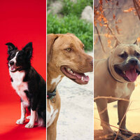 Sort (Comfy Dogs) - Calming Jazz For Dogs