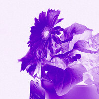 Blessed - Nickytine