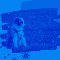 Bubbly Music for Calming Dogs - Comfortable Doggy Music