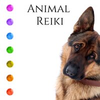 Calm Dog - Pet Care Club