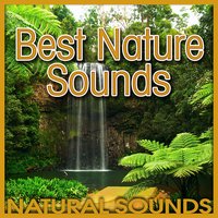 Pounding Ocean Waves and Chattering Seagulls - Natural Sounds