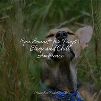 Soft Rains Will Come - Pet Care Club & Music for Dog's Ear & Music for Pets Library