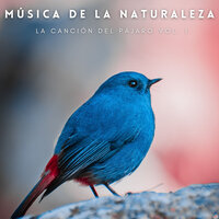 Flores En La Lluvia - Tiempo de relajación natural & Sonidos De Pajaros & Musica relajante