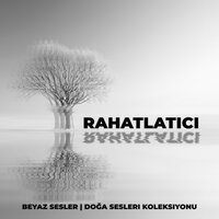 Şarkı Söyleyen Sabah Kuşları - Rahatlatıcı Müzik Terapi