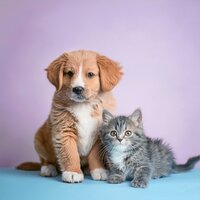 Ritmos Suaves De Movimiento De Orejas - Chill-hop suave y relajado & Asistente de melodía animal & Musicoterapia para el cuidado de mascotas mascotas tranquilas
