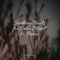 Wetland, Pond, Animals - Deep Sleep Meditation & Massage & Sonidos de lluvia para dormir
