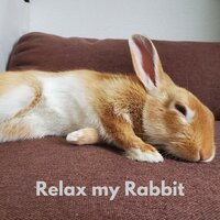 Miracles of Sleeping Rabbits - The Rabbit Relaxer