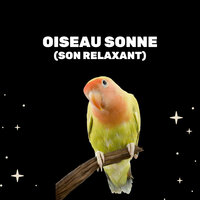 Chant Des Oiseaux Chantant - Médecine Relaxante & Bruit Blanc Dormir & Bruit Blanc Sommeil