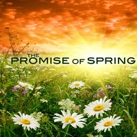 Daffodils - Mark Maxwell