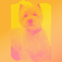 Vintage Ambiance for Doggy Mental Health - Dog Music Zone