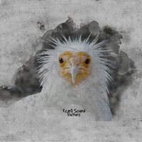 Vulture - RezQ Sound