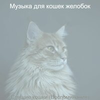 Видения (Дрессировка кошки) - Музыка для кошек желобок