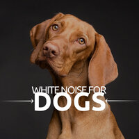 Relax Time - Dog Whisper