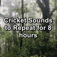 Relaxing Crickets in the Nature to help you Sleep - Crickets