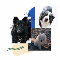Relaxing Doggy Stress - Relaxing Music for Dogs