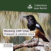 Mocking Cliff Chat-Traquet à ventre roux-Thamnolaea cinnamomeiventris 1 - Jean Roché & Chiff-Chaff & Jean-Claude Roché