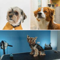 Beautiful (Wonderful Puppies) - Calming Music for Dogs