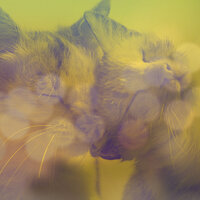 Mellow Backdrops for Home Cats - Calm Cat Music