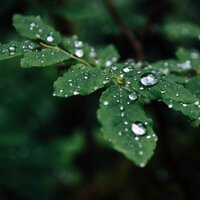 Soft Wind Rain Ambience - Pure Serenity Spa Music & Massage Collective Garden & Zen Relaxation Meditation & The Relaxing Sounds of Water & Classical Lullabies