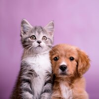 Melodías Tranquilas Para La Relajación De Las Mascotas - Música del domingo por la mañana & Terapia musical para animales serenos & Quietud animal