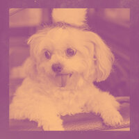 Breathtaking Separation Anxiety - Music for Leaving Dogs Home Alone