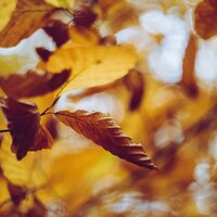 Perdido Contigo - Piano para Relajarse & Academia de Música con Sonidos de la Naturaleza & Massagem Música