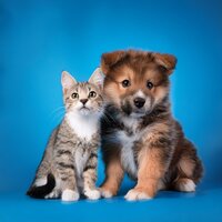 Ritmos De Paz Para Compañeros - Instrumental puro & Mascotas tranquilas & Reiki para animales