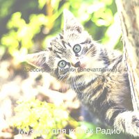 Впечатление (Кошки) - Музыка для кошек Радио