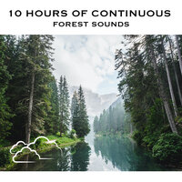 Forest Sounds, Pt. 95 (Continuous No Gaps) - White Noise Radiance & Forest Sounds