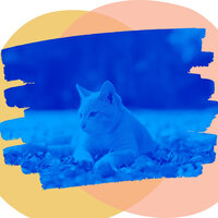 Distinguished Jazz Saxophone - Vibe for Home Cats - RelaxMyCat