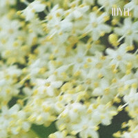 Bouvardia (No Ambience) - IDYLL