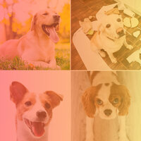 Smooth Ambience for Keeping Pups Happy - Relax My Puppy