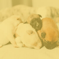 Stellar Ambiance for Well Trained Dogs - Dogs at Home