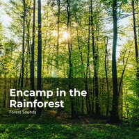 Strolling in the Woods - Ambient Forest & Forest Sounds & Rainforest Sounds