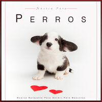Música Relajante Para Dormir Para Mascotas - Música Para Perros & Colectivo De Música Para Perros & Música Para Dormir A Los Perros