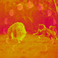 Smooth Ambiance for Kitten Anxieties - Music For Cats