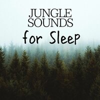 Free Soul - Rainforest Music Lullabies Ensemble