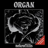 Kärpästen juhlat - Organ