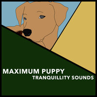 Clear Understanding - Puppy Music & Puppy Music Therapy