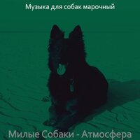 Видения (Выгул собак) - Музыка для собак марочный
