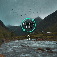 Rain, Flowing River and Birds, Pt. 5 - Sounds Of Life