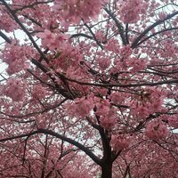 乡间小路 - 啾一口奶甜吖