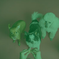 Spectacular Piano and Acoustic Bass - Vibe for Separation from Dogs - Songs for Dogs to Sleep To