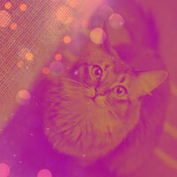 Trio Jazz Soundtrack for Cozy Kittens - Cat Music Hour