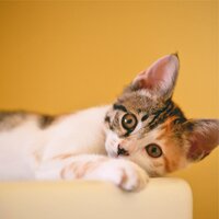 Background Music - Music for Cats Project & RelaxMyCat & Music for Pets Library