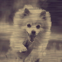Wondrous Separation Anxiety - Cheerful Relaxing Dog Music