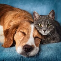 Acordes Sutiles De Mascotas - Escucha fácil del domingo & Terapia sonora para el alma animal & Serenidad animal