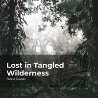 Hike in the Rainforest - Ambient Forest & Forest Sounds & Rainforest Sounds