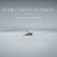 In the Company of Insects - Richard Luke